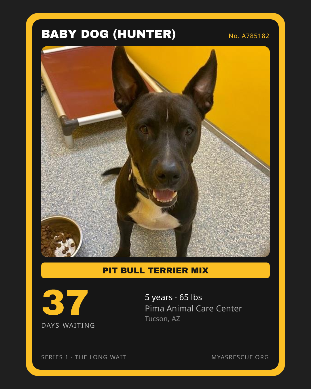 Baby Dog (Hunter)’s trading card, front