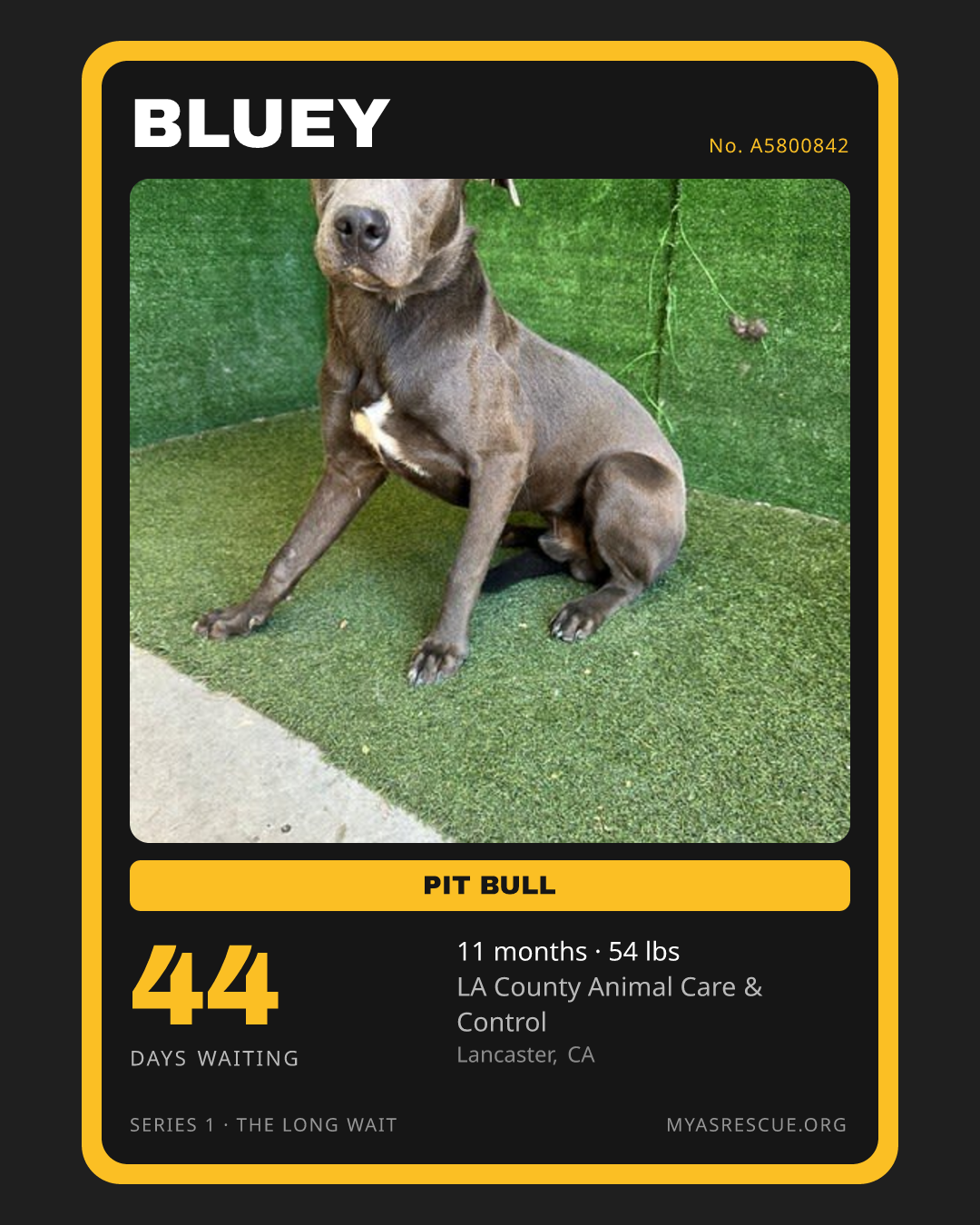 Bluey’s trading card, front
