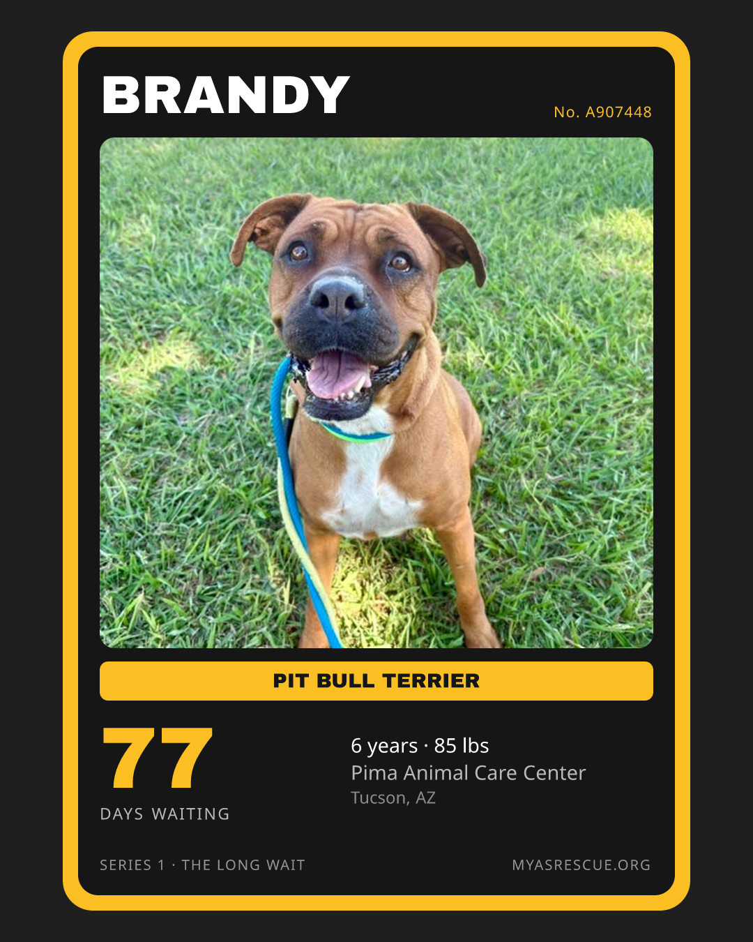 Brandy’s trading card, front