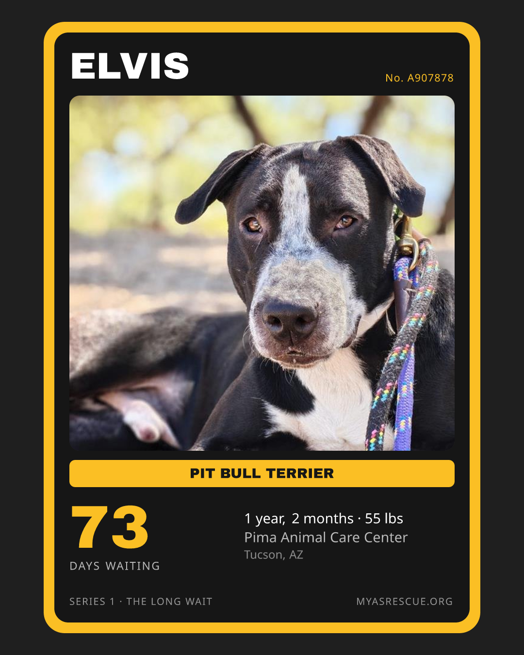 Elvis’s trading card, front