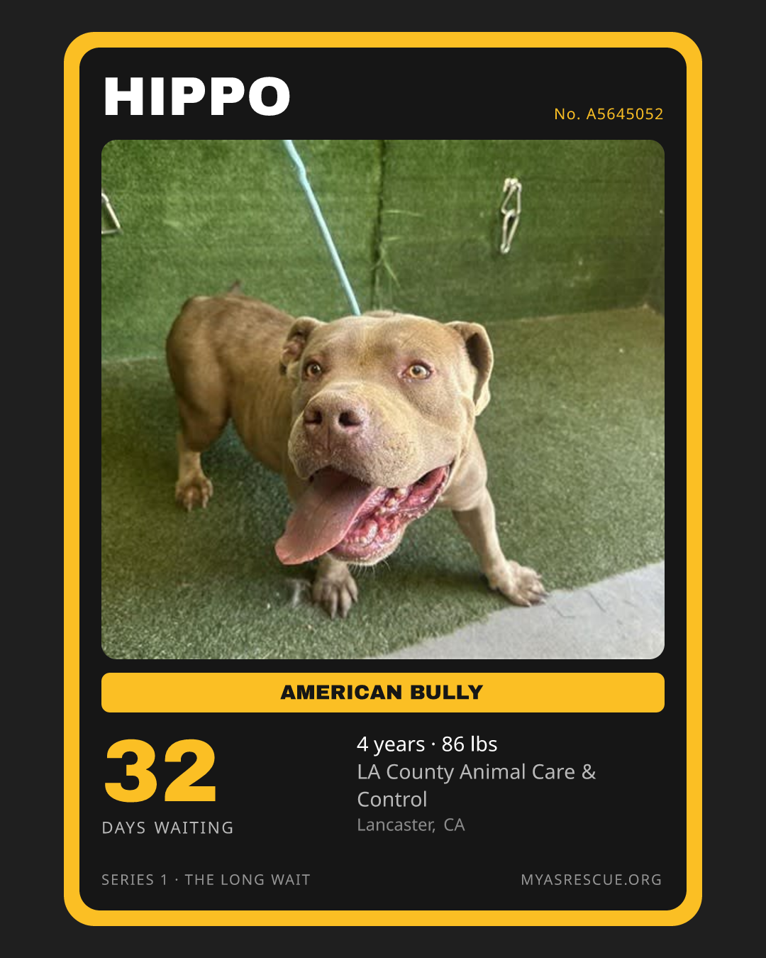 Hippo’s trading card, front