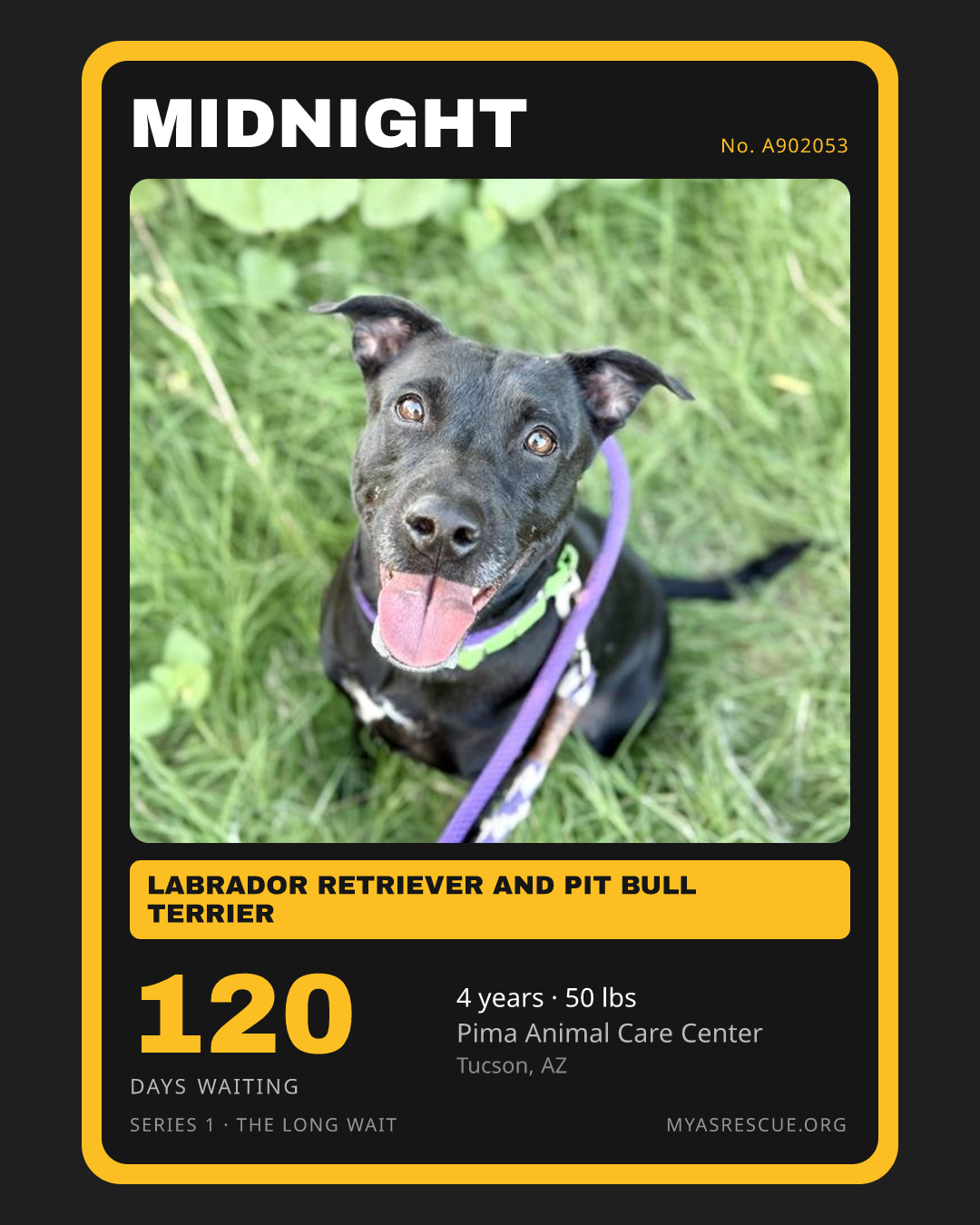 Midnight’s trading card, front
