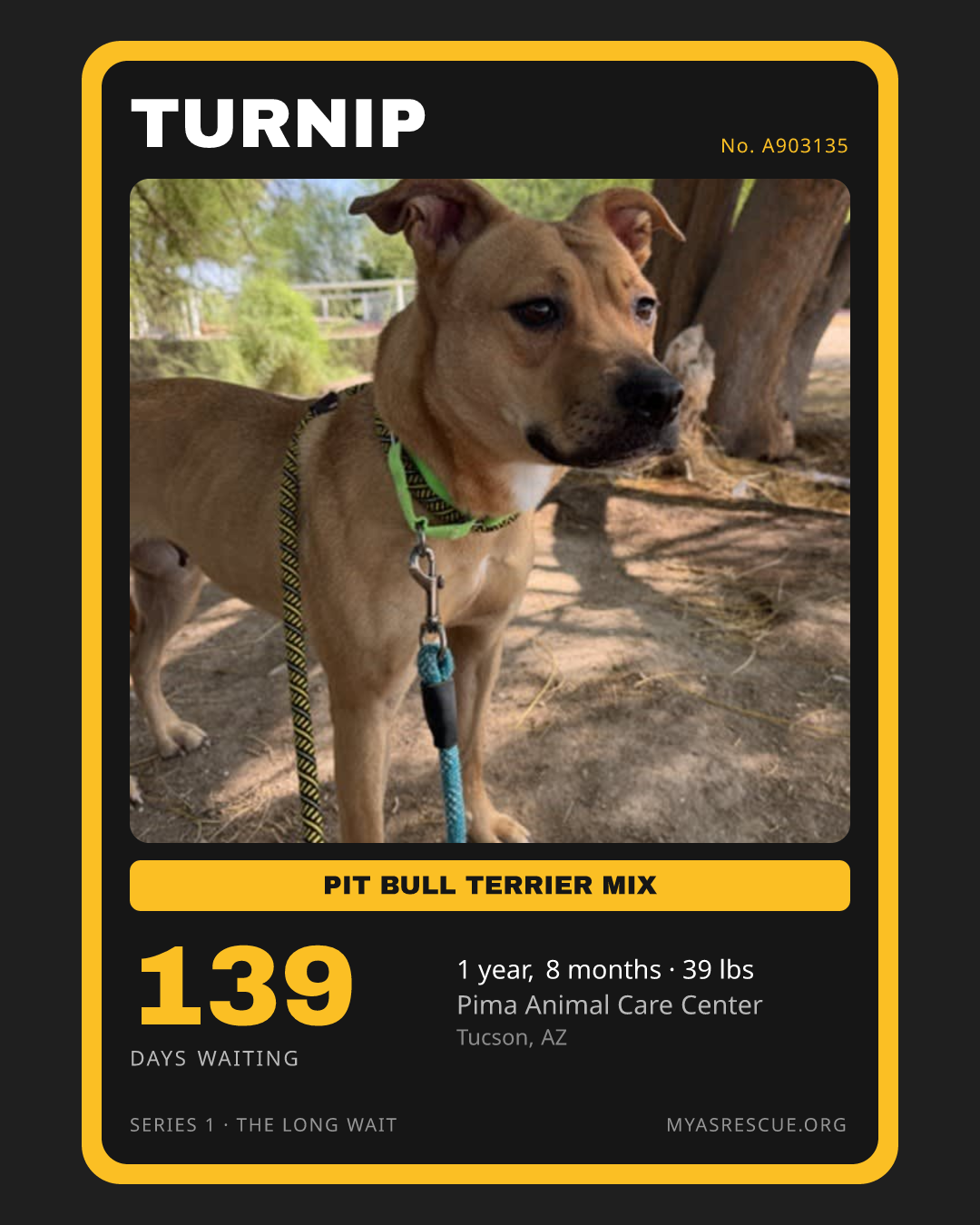 Turnip’s trading card, front